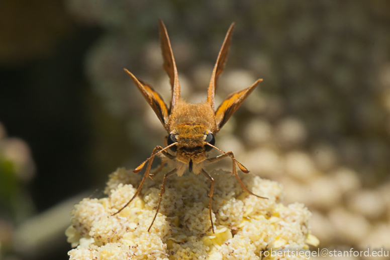 skipper butterfly